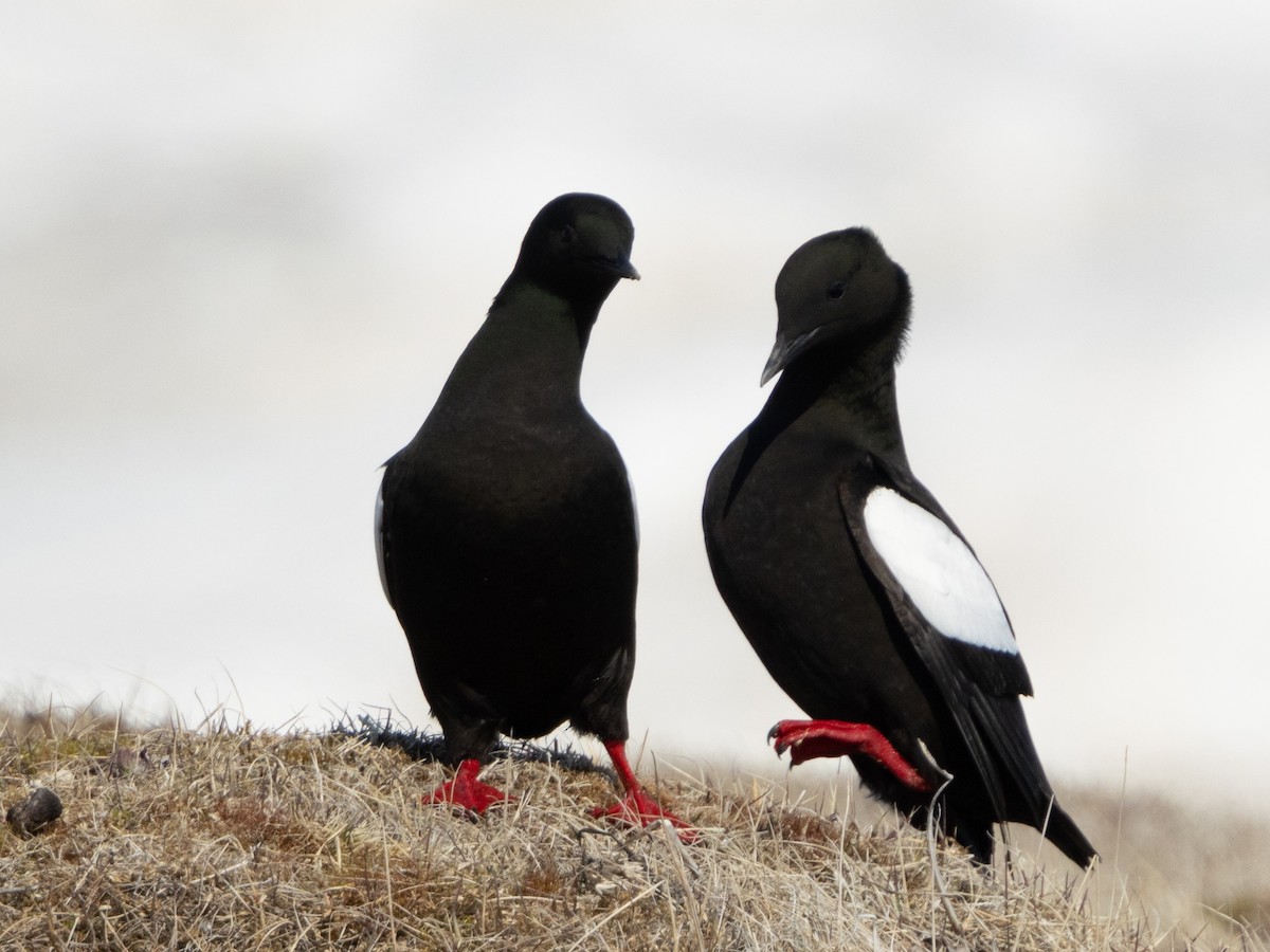 Black Guillemot - ML620696794