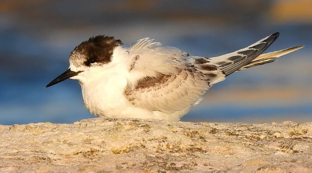 White-fronted Tern - ML620696795