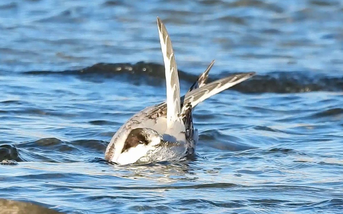 White-fronted Tern - ML620696796