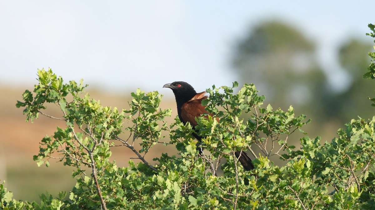 Greater Coucal - Reyhan Hamdi