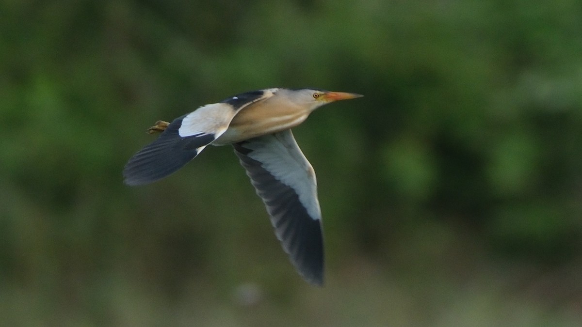 Little Bittern - ML620696803