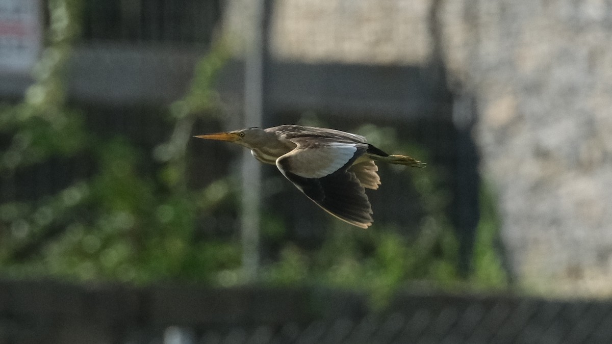 Little Bittern - ML620696804