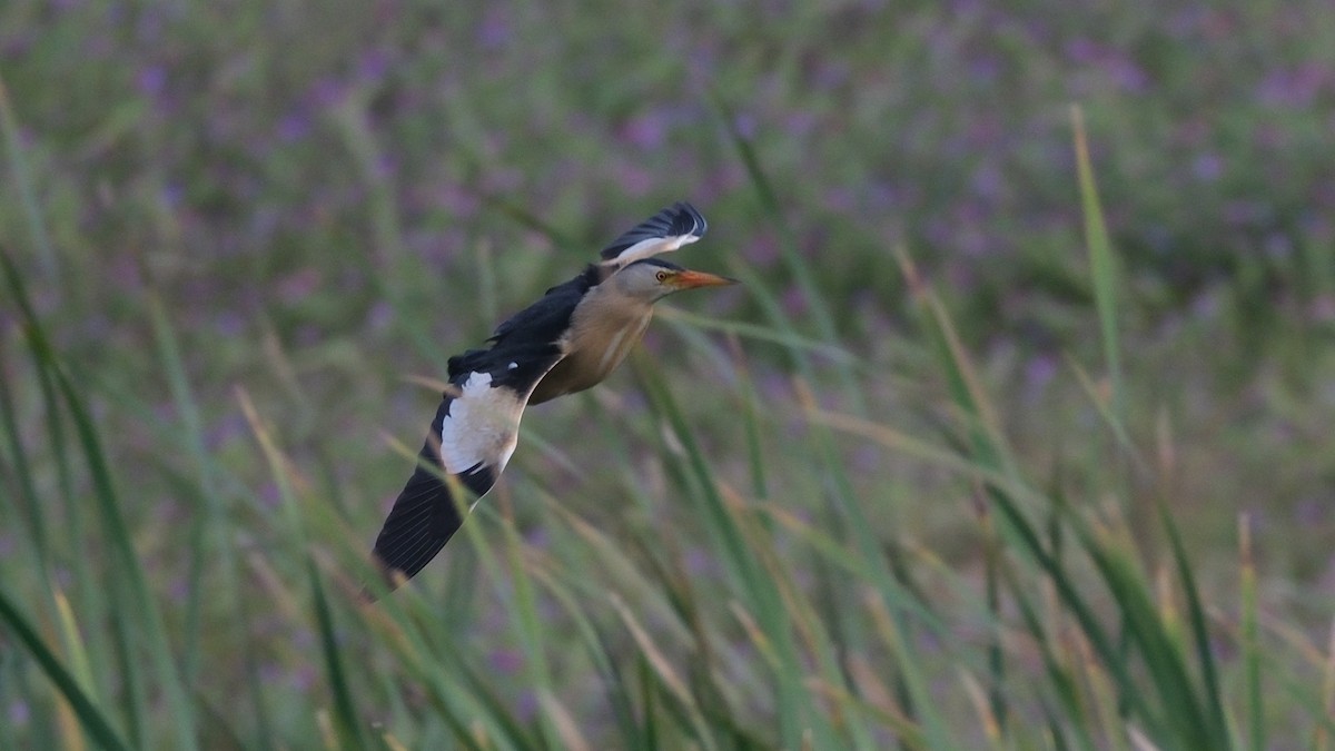 Little Bittern - ML620696806