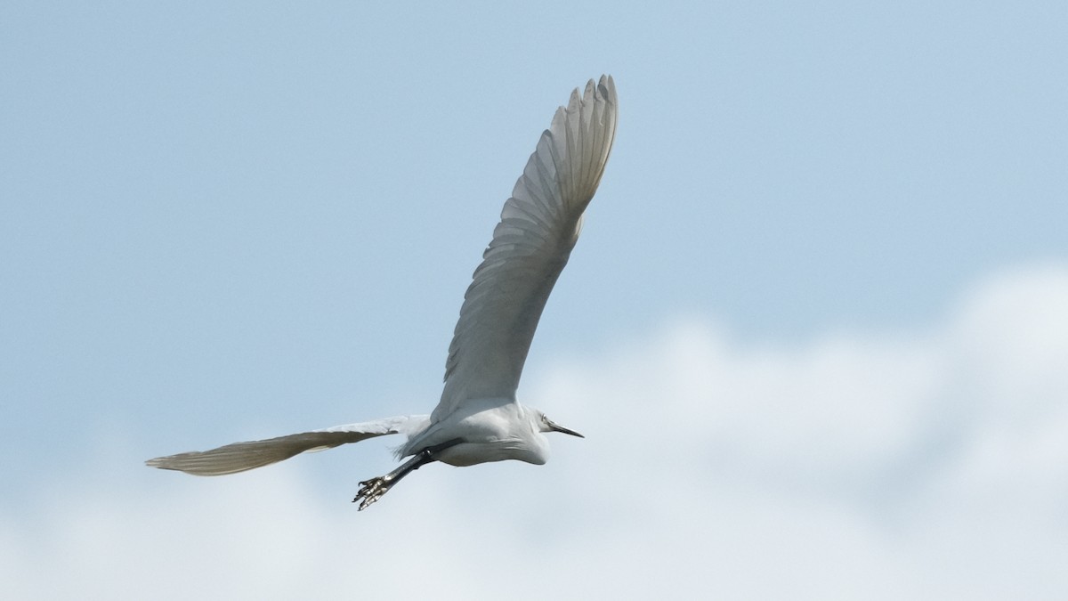 Little Egret - ML620696807