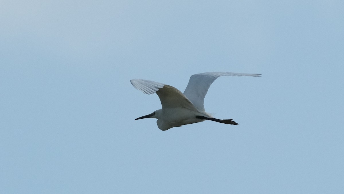 Little Egret - ML620696808