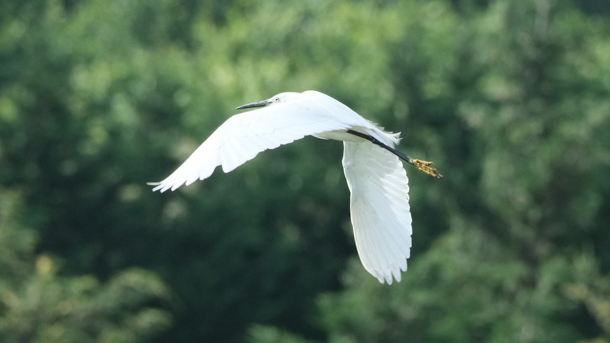 Little Egret - ML620696809