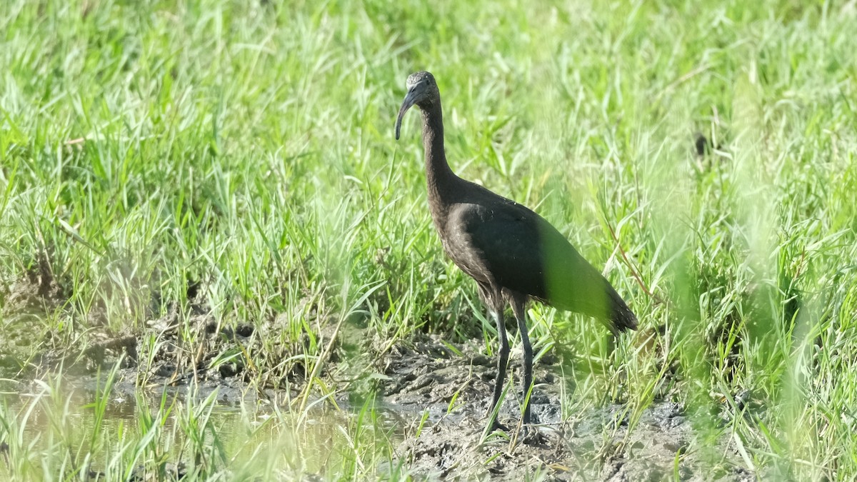 Glossy Ibis - ML620696812