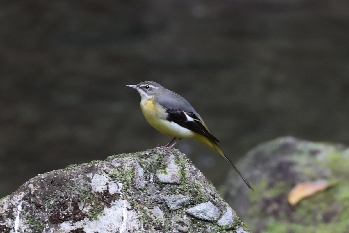 Gray Wagtail - ML620696814