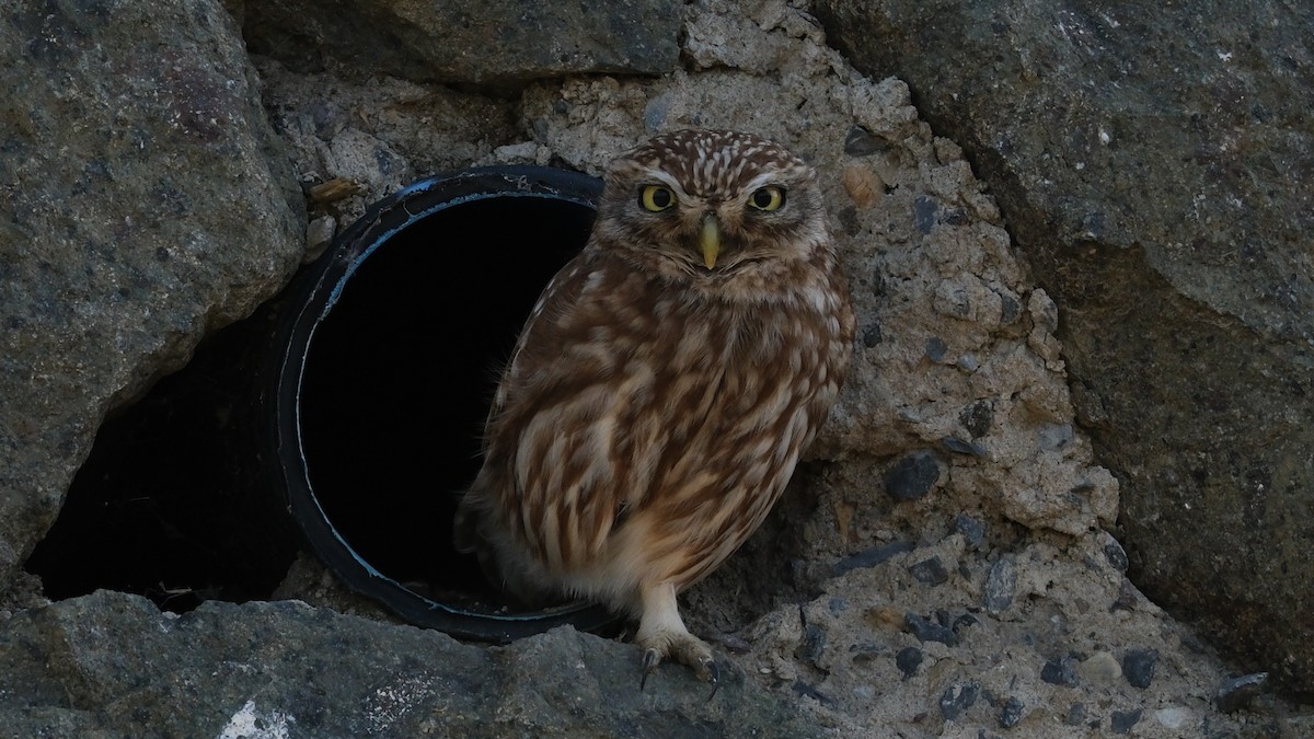 Little Owl - ML620696826