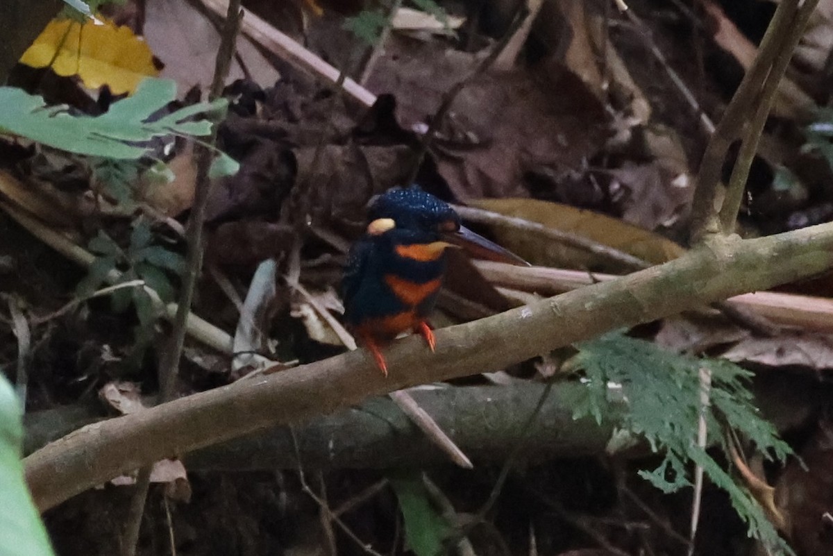 Indigo-banded Kingfisher - ML620696827