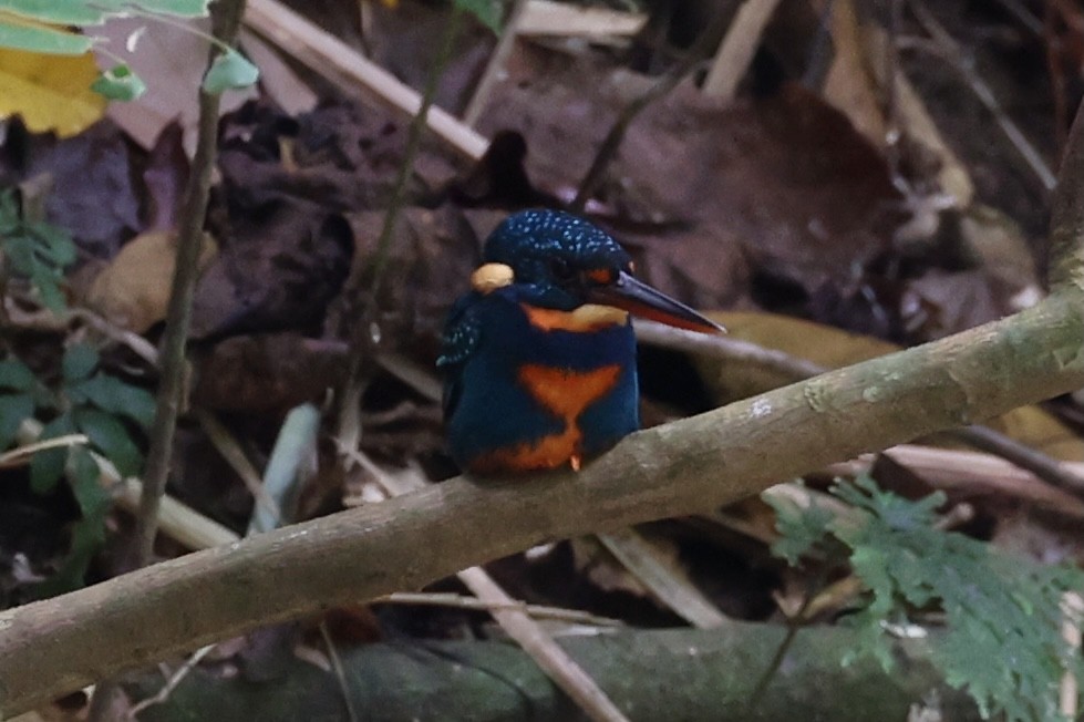 Indigo-banded Kingfisher - ML620696828