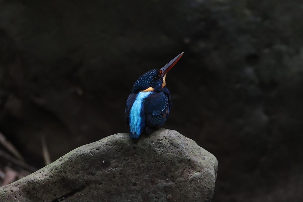 Indigo-banded Kingfisher - ML620696829