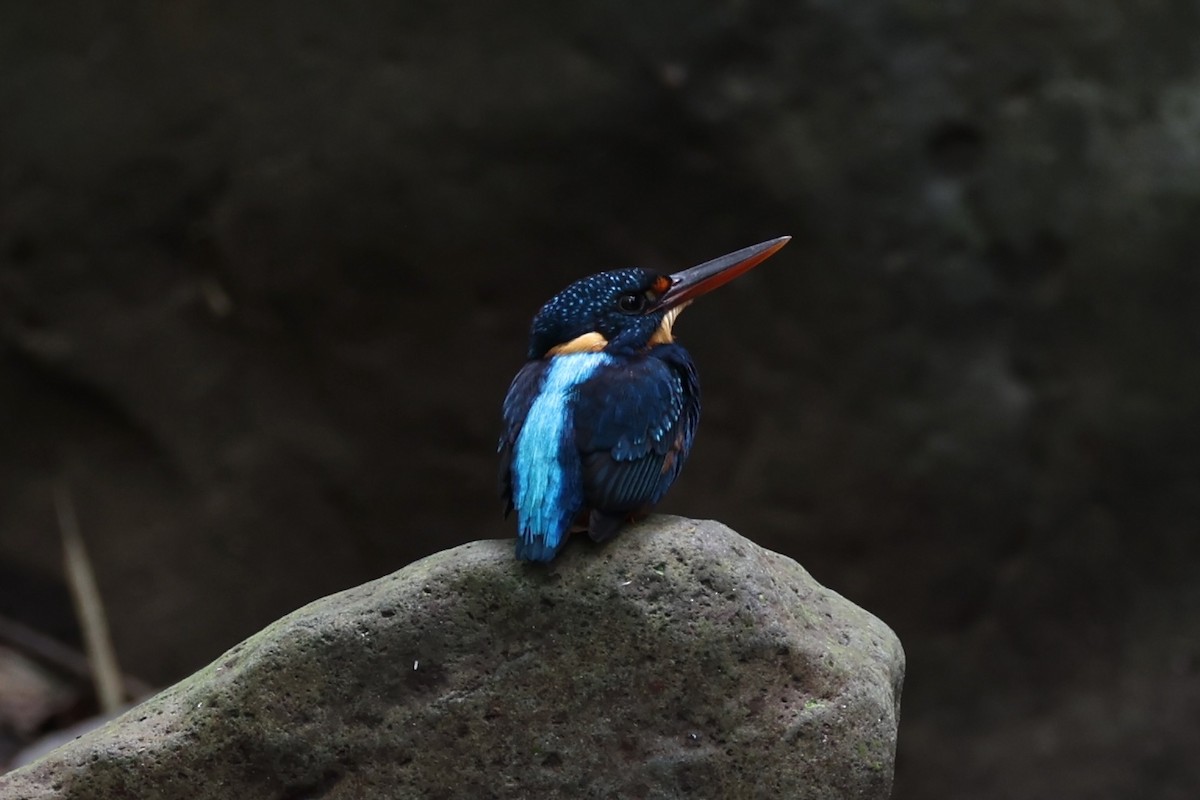 Indigo-banded Kingfisher - ML620696830