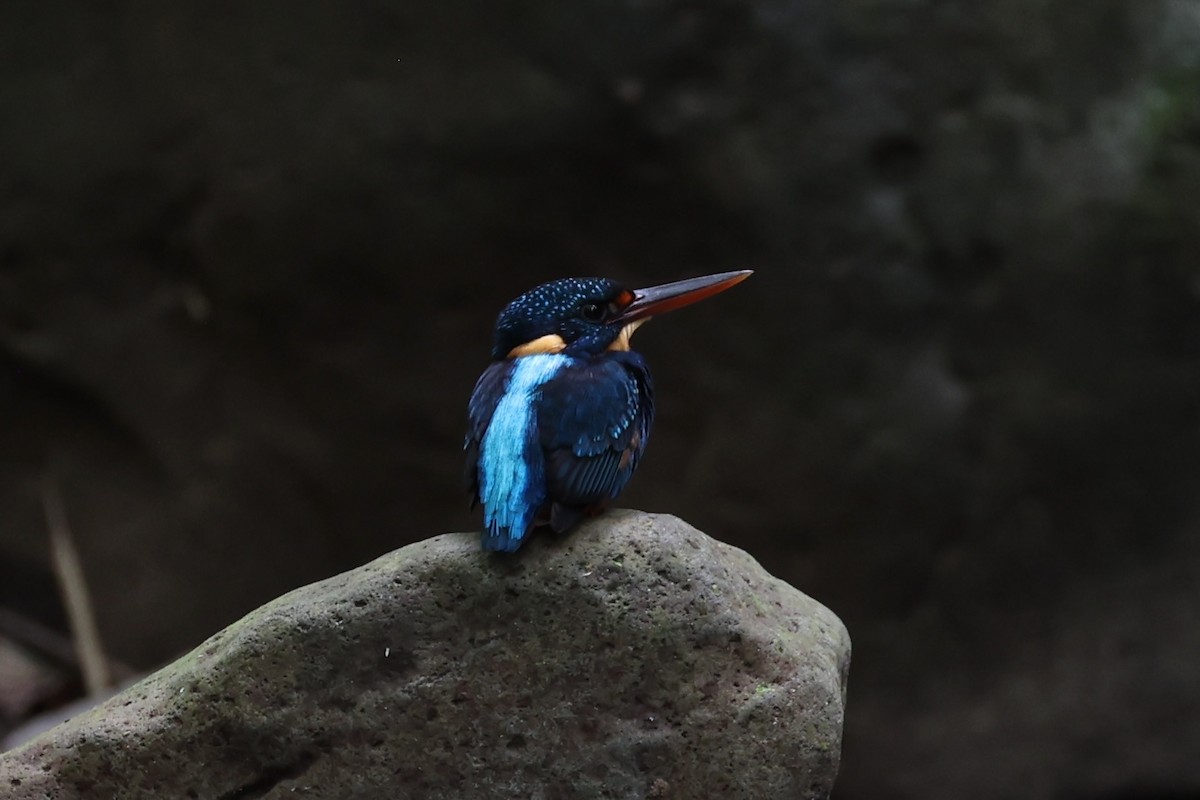 Indigo-banded Kingfisher - ML620696831