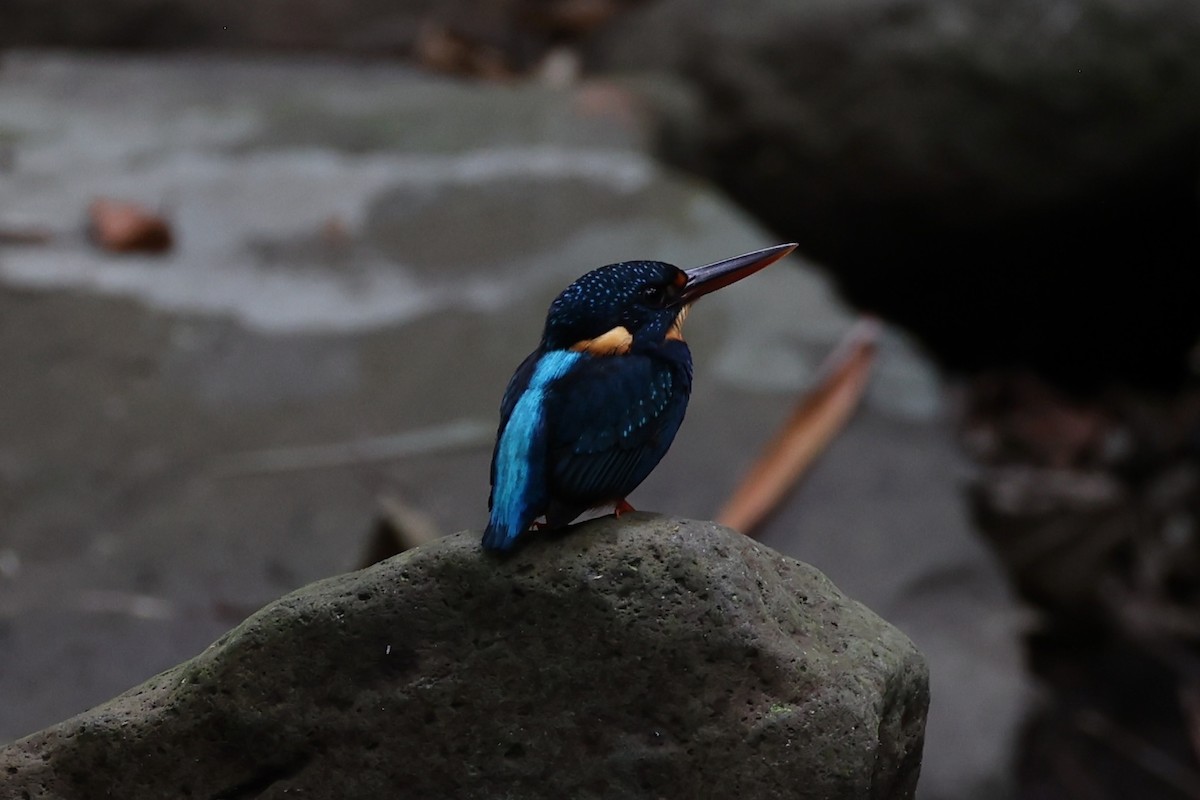 Indigo-banded Kingfisher - ML620696832