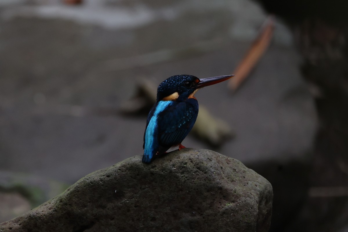 Martin-pêcheur à poitrine bleue - ML620696833