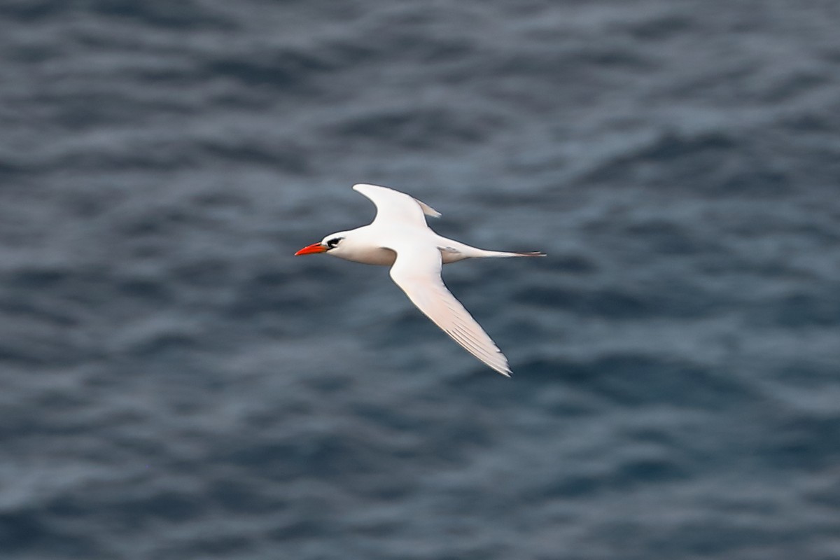 Red-tailed Tropicbird - ML620696835