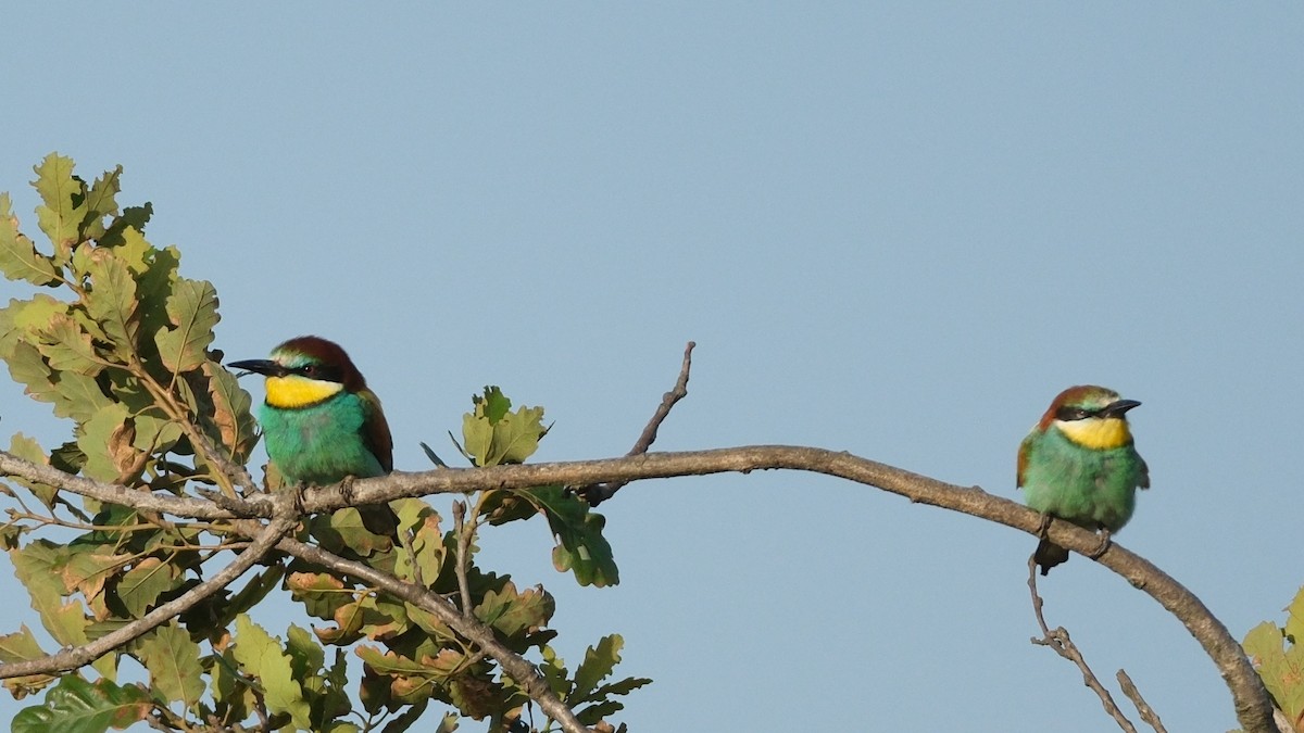 European Bee-eater - ML620696836