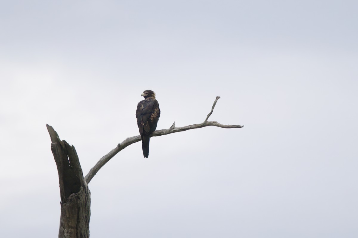 Wedge-tailed Eagle - ML620696838