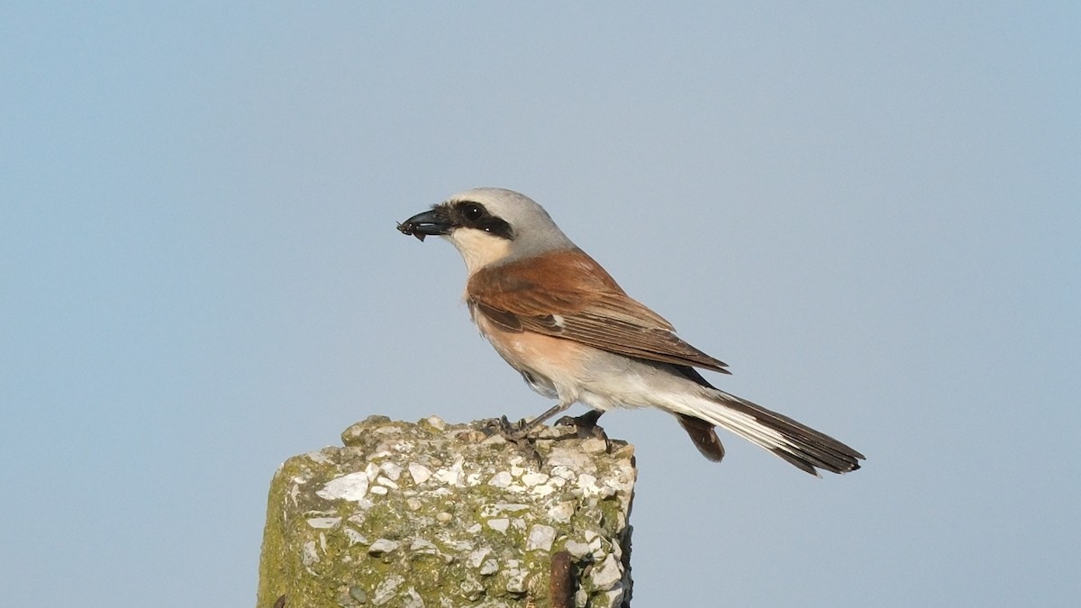 Red-backed Shrike - ML620696839