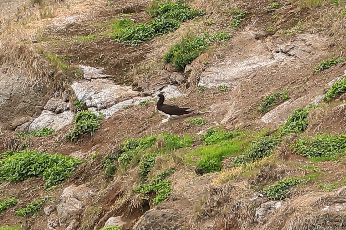 Brown Booby - ML620696841