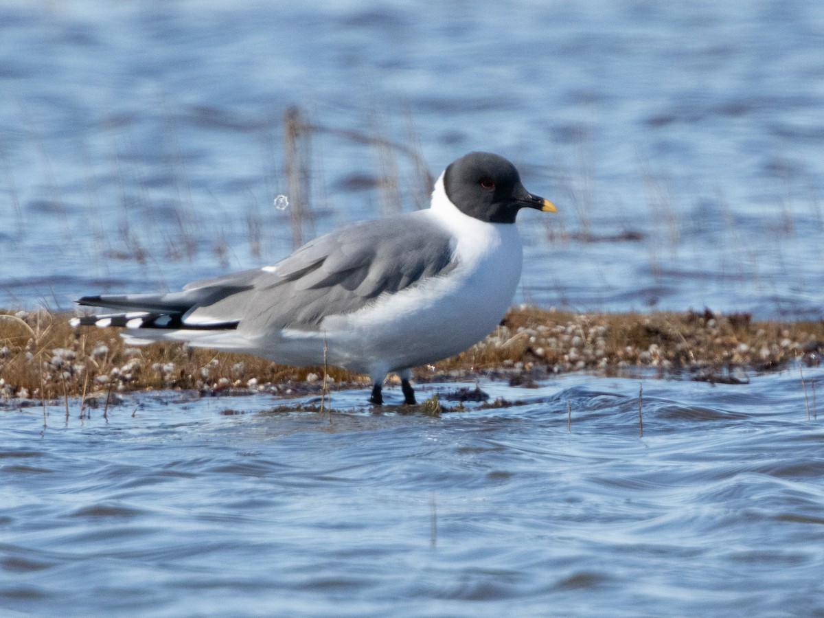 Sabine's Gull - ML620696846