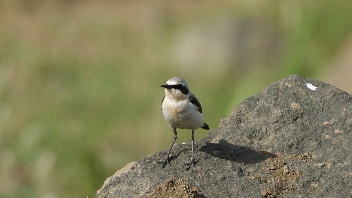 Northern Wheatear - ML620696847