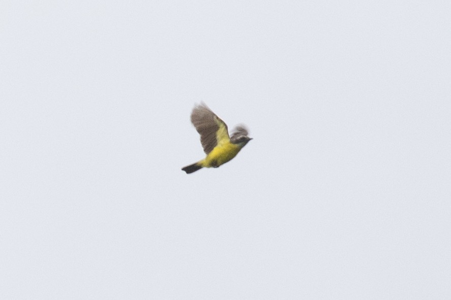 Social Flycatcher - ML620696860