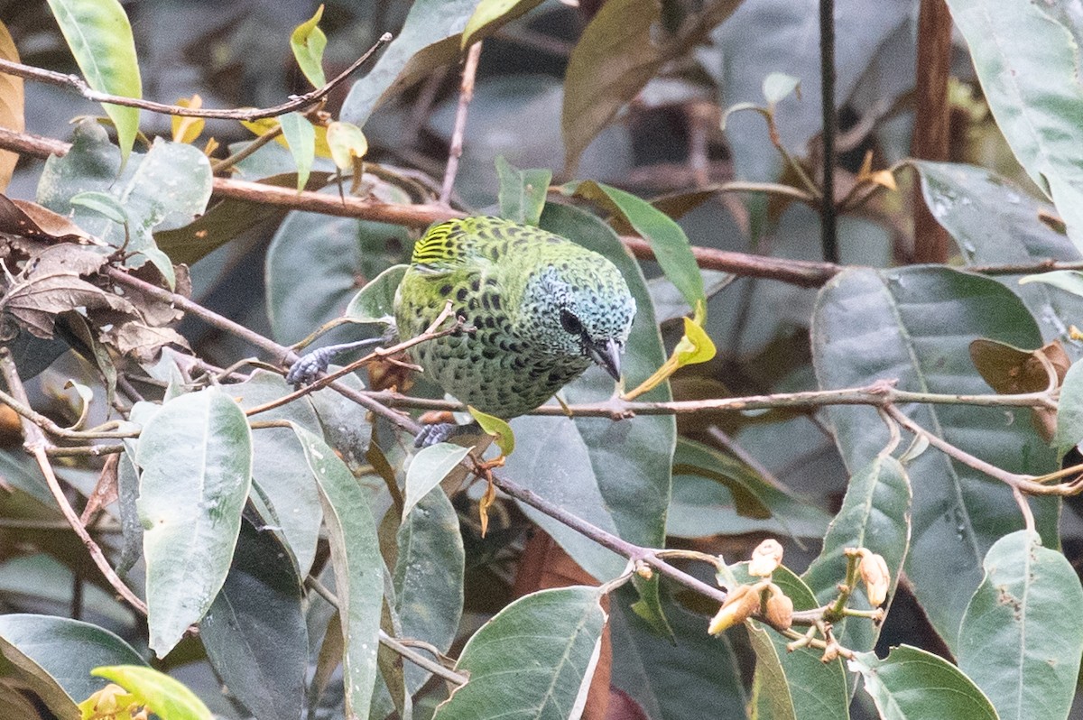 Spotted Tanager - ML620696864