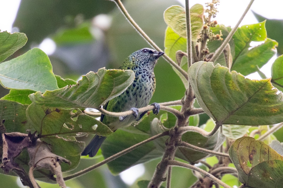 Spotted Tanager - ML620696865