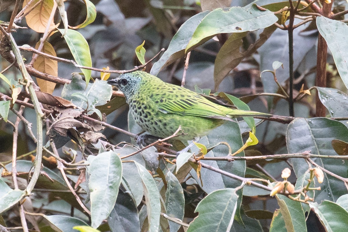 Spotted Tanager - ML620696866