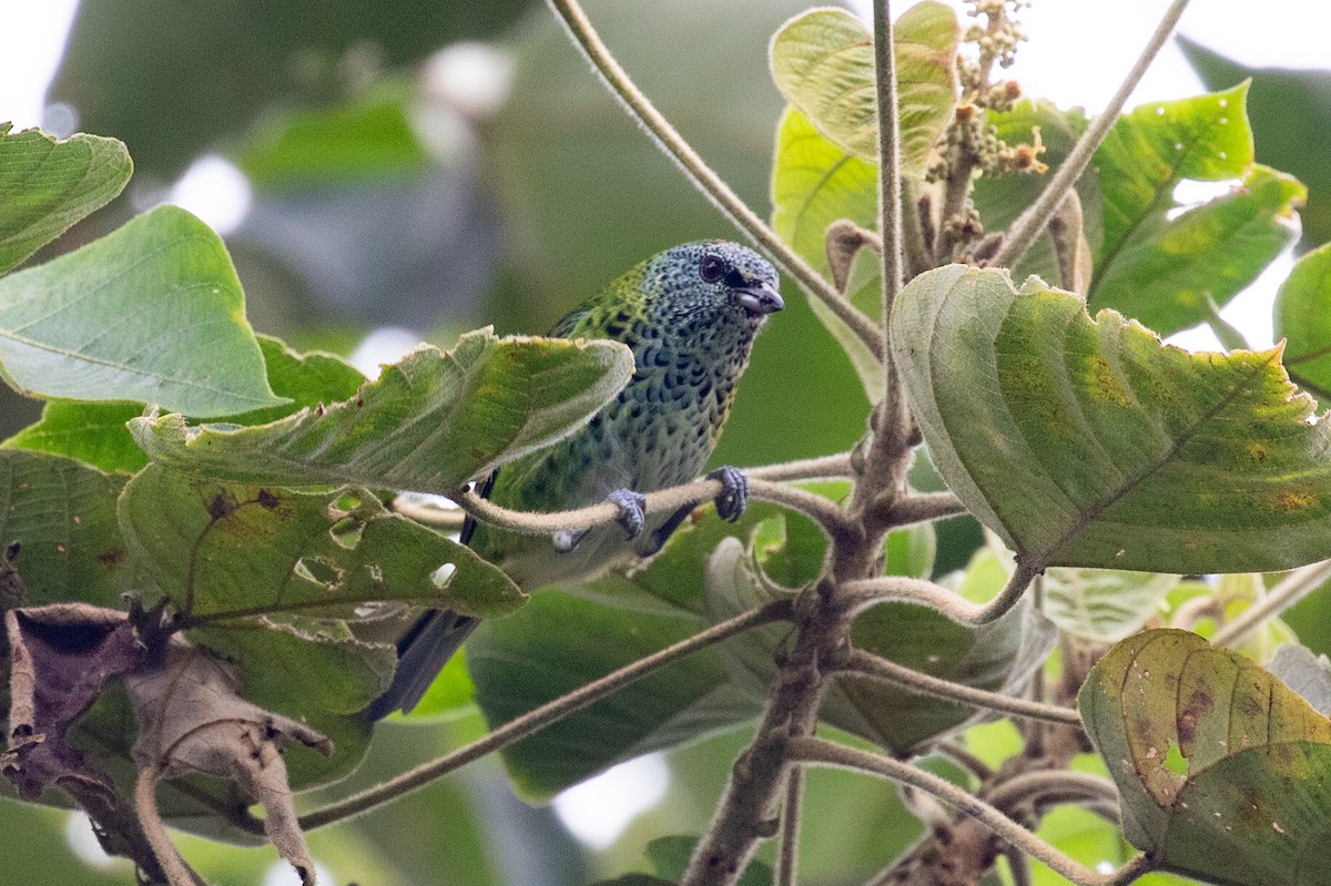 Spotted Tanager - ML620696867