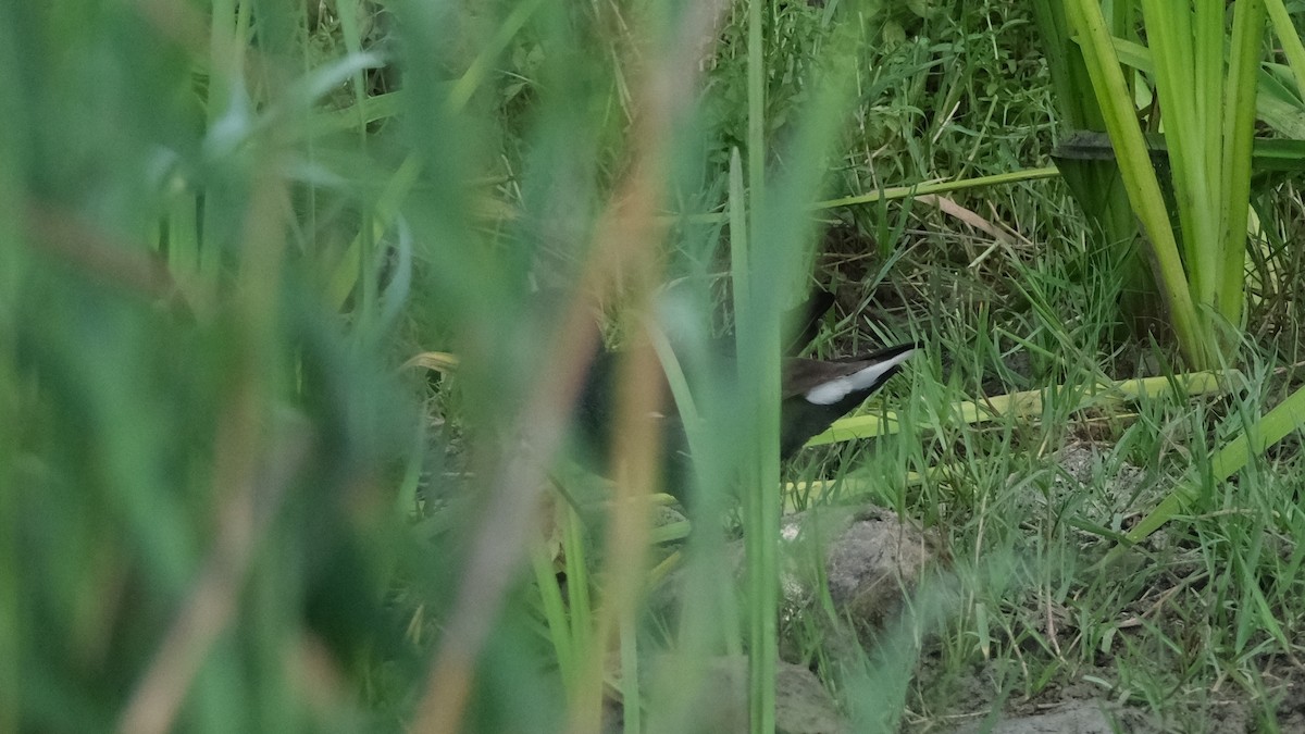 Eurasian Moorhen - Reyhan Hamdi