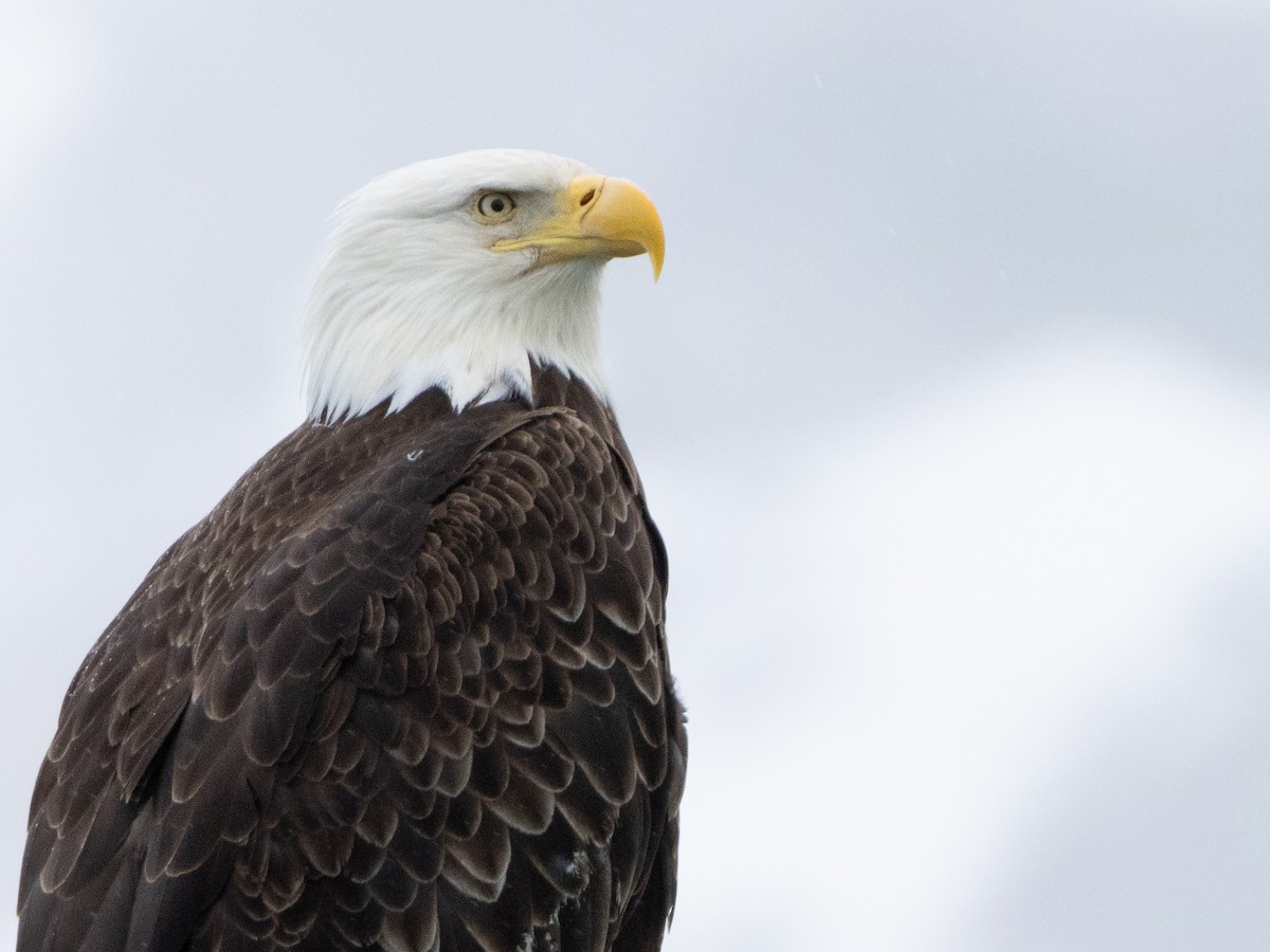 Bald Eagle - ML620696874