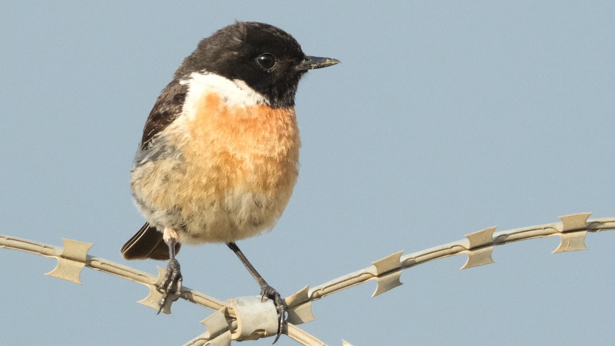 European Stonechat - ML620696875