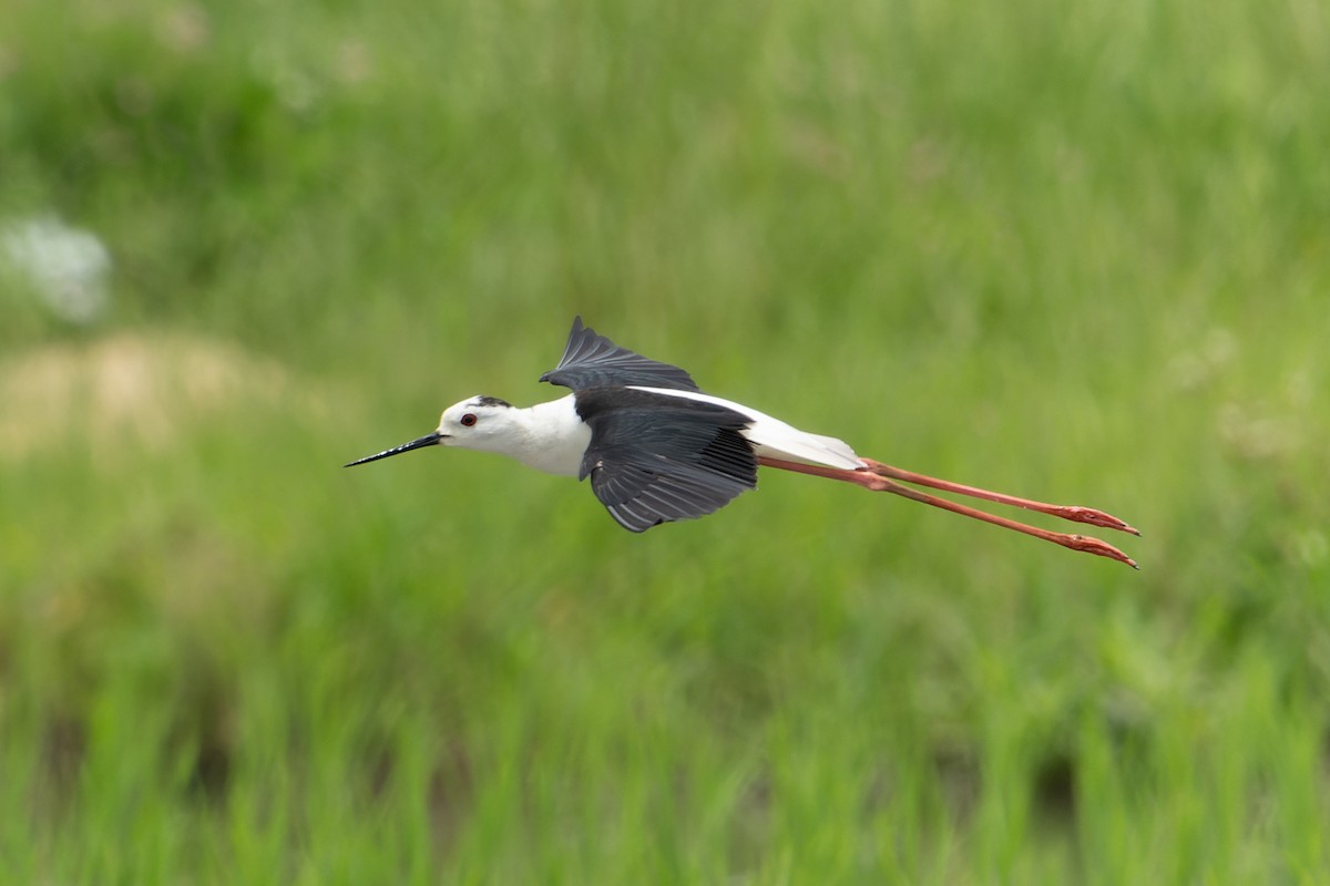 Black-winged Stilt - ML620696878