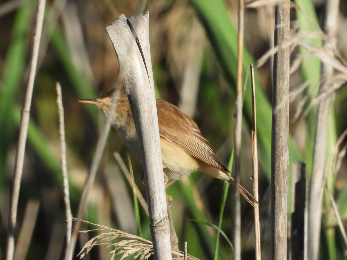 Common Reed Warbler - ML620696882