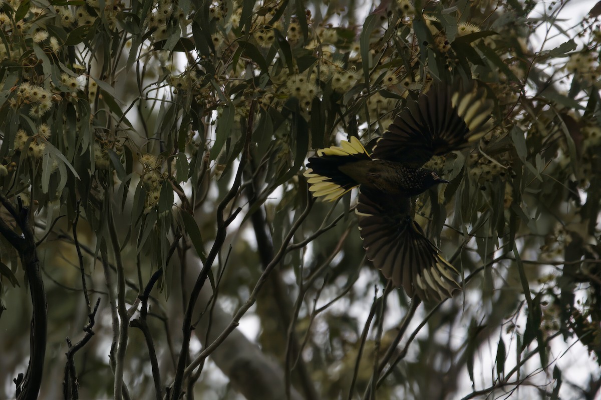 Regent Honeyeater - ML620696887