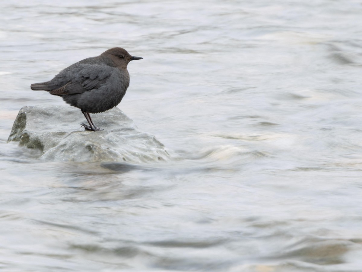 American Dipper - ML620696888