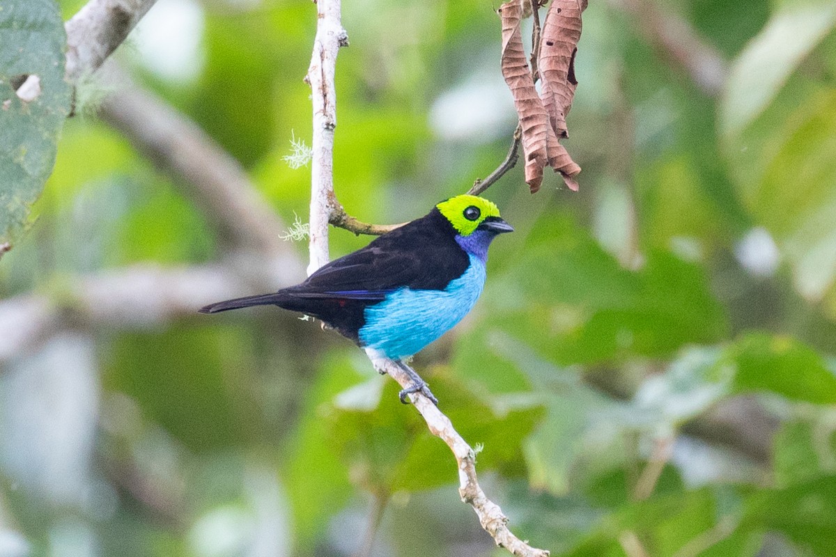 Paradise Tanager - ML620696890