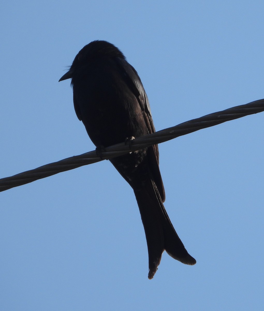 Fork-tailed Drongo - ML620696899