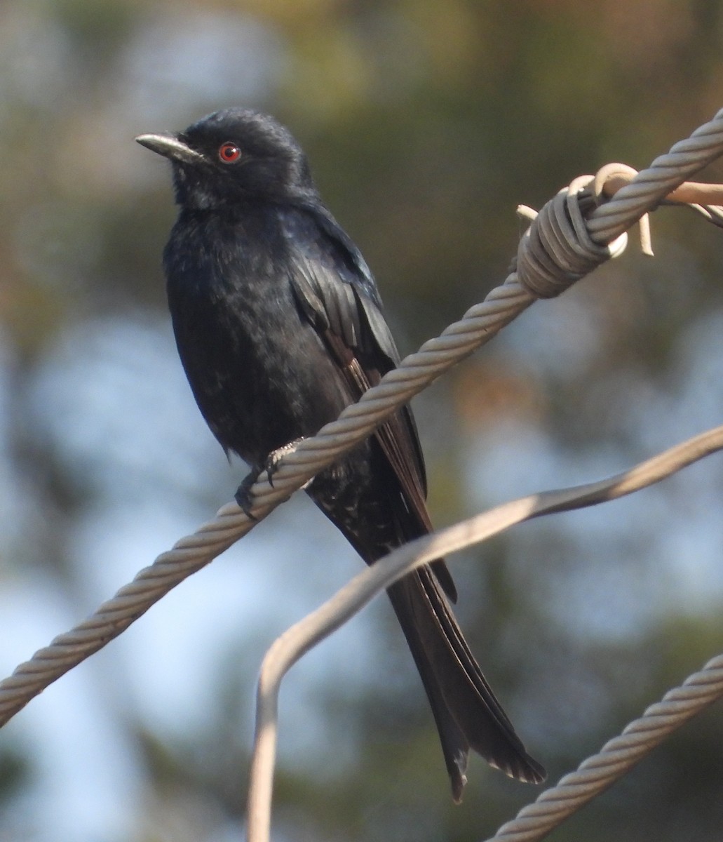 Fork-tailed Drongo - ML620696900