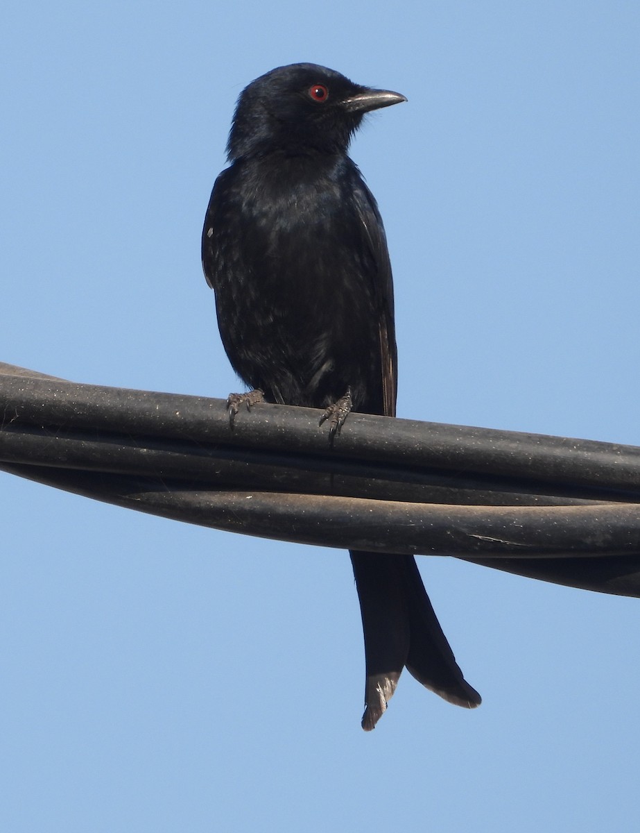 Fork-tailed Drongo - ML620696901