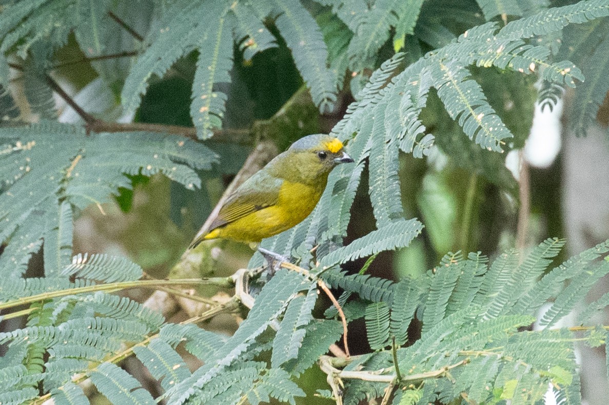 Bronze-green Euphonia - ML620696904