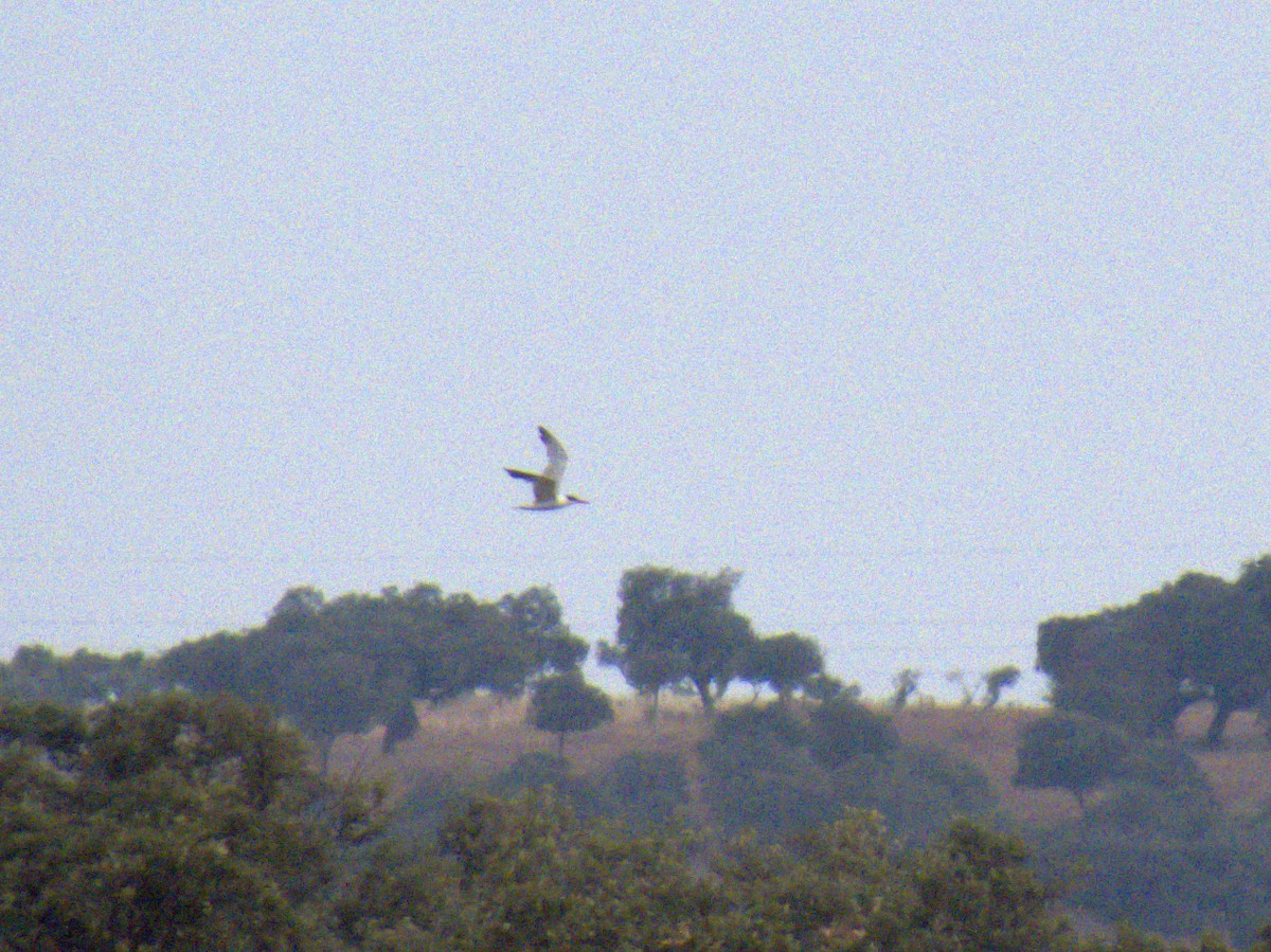 Caspian Tern - ML620696907