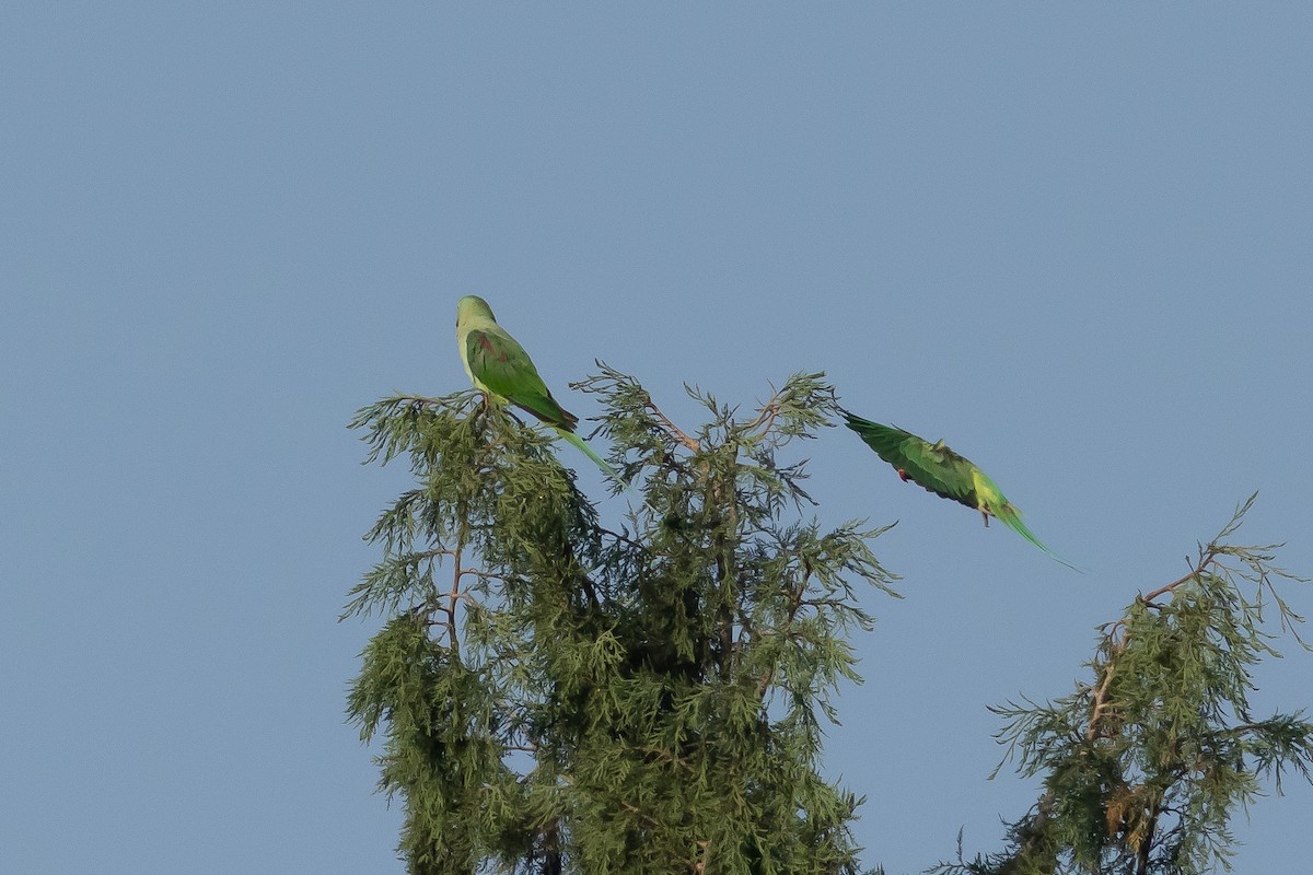 Alexandrine Parakeet - ML620696908