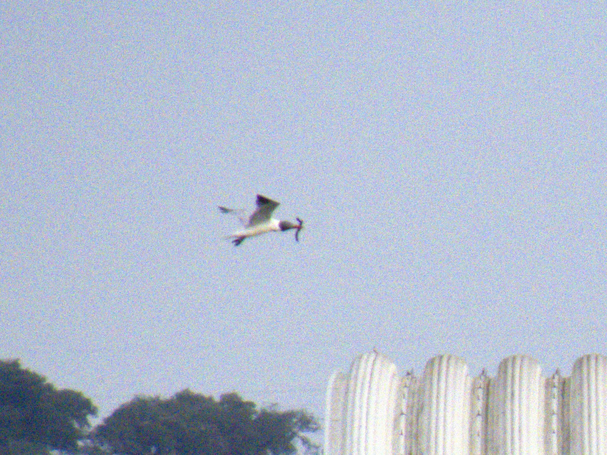 Caspian Tern - ML620696909