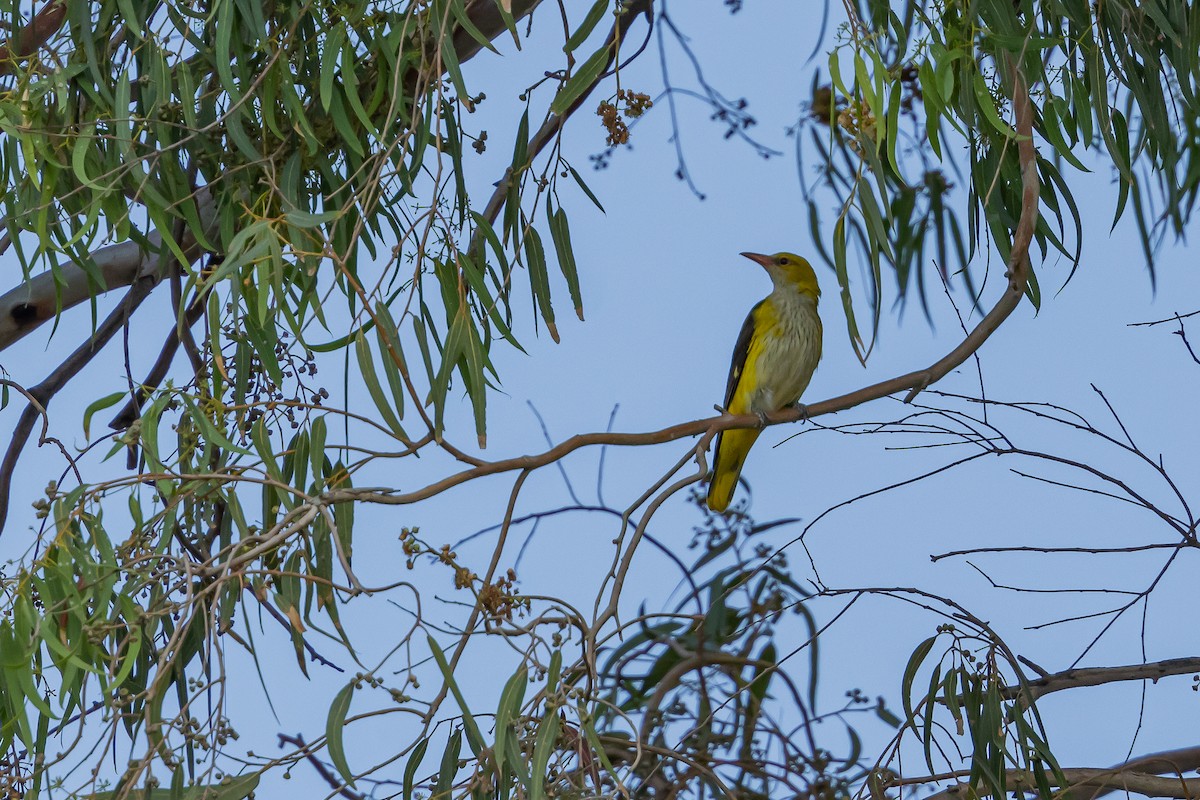 Eurasian Golden Oriole - ML620696911