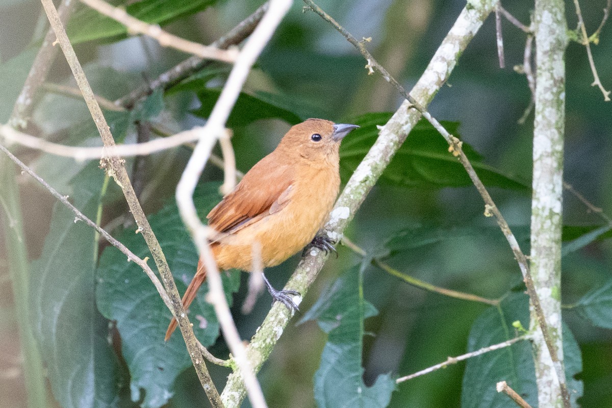 White-lined Tanager - ML620696912