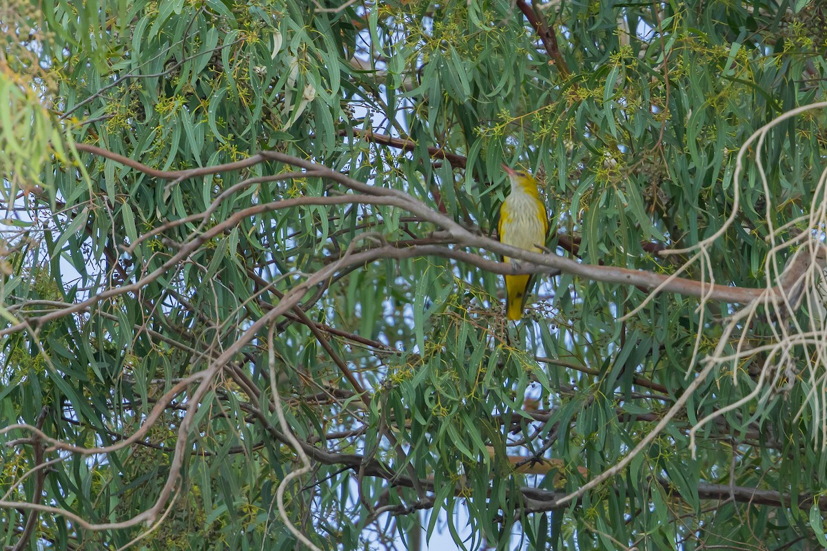 Eurasian Golden Oriole - ML620696914